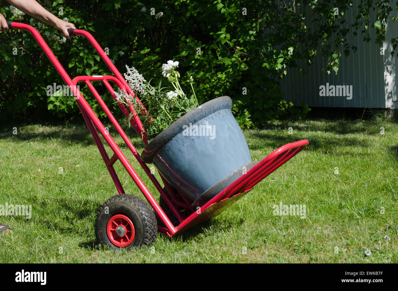 Großer Blumentopf den Transport auf einem Wagen in einem Garten