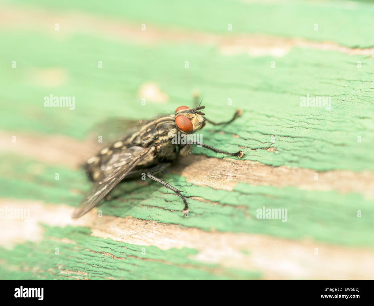 Gemeinsames Haus Fliege (Musca Domestica) Makro auf Grünholz Stockfoto