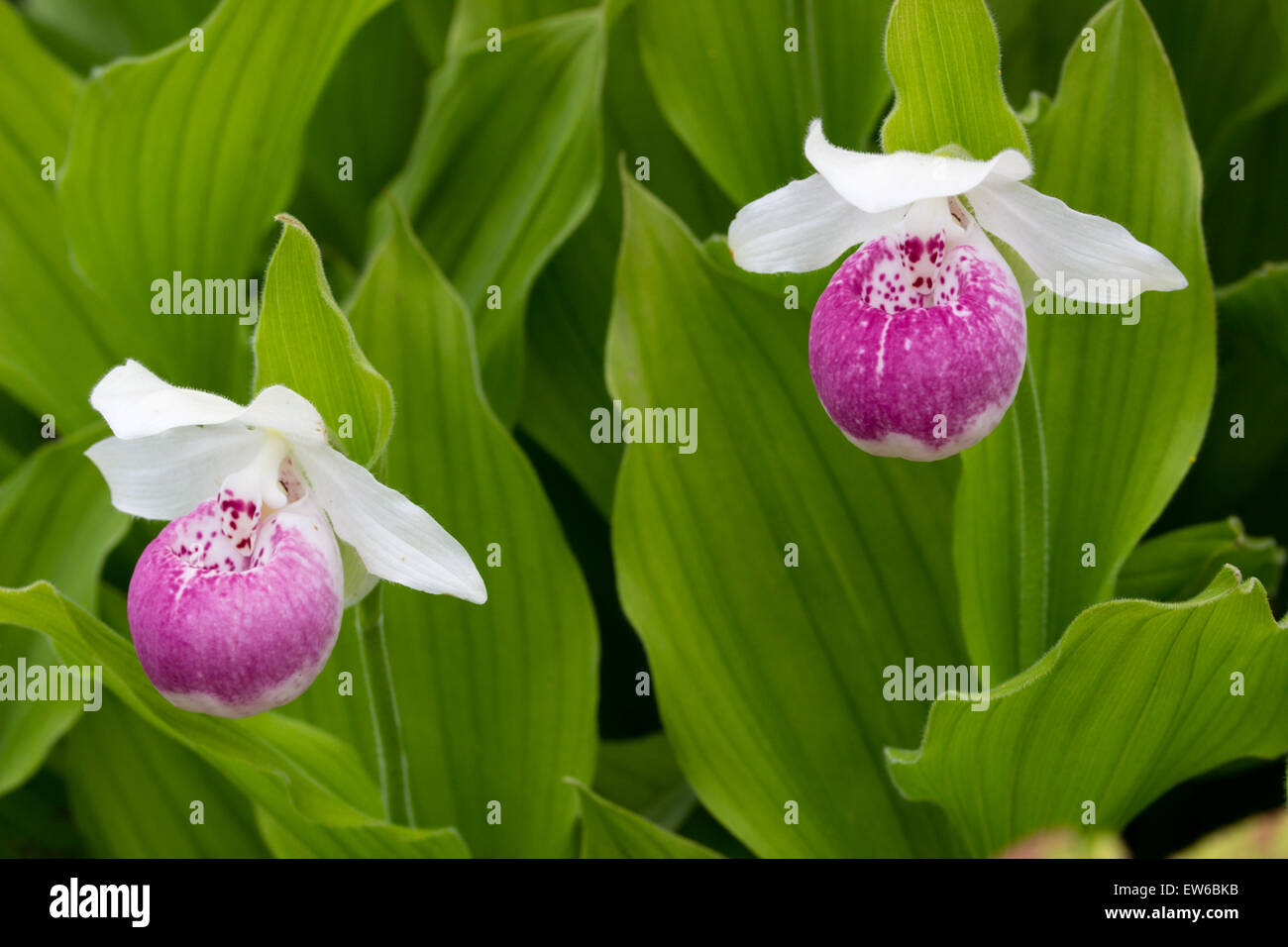 Säte Blumen der terrestrischen Damen Slipper Orchidee, Cypripedium "Ulla Silkens" Stockfoto