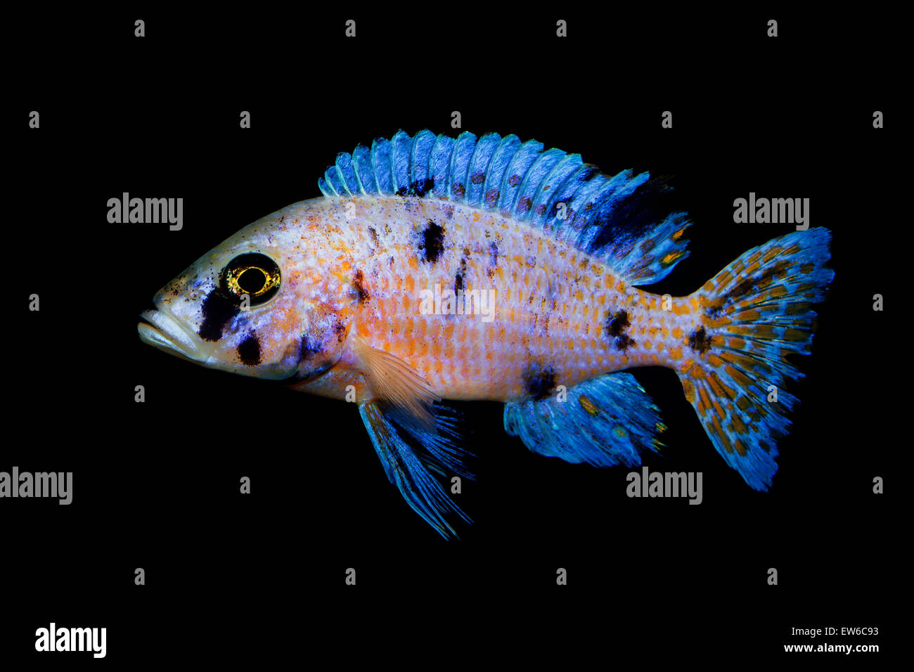 Mbunas Fisch aus Malawi See auf den schwarzen Backgrounfd. Stockfoto