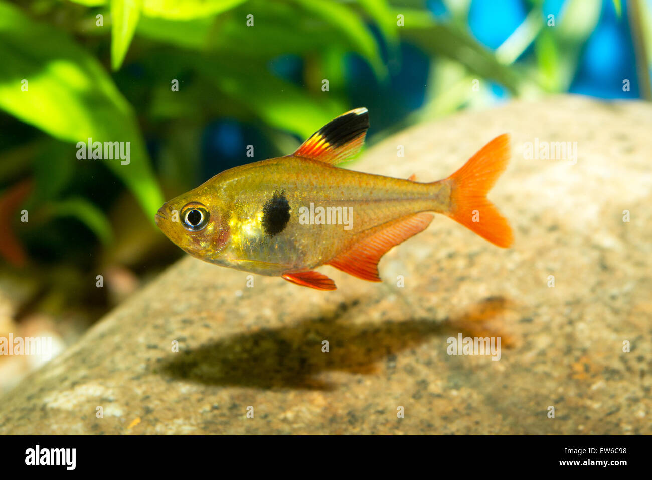 Schöne rote Tetra Fisch aus der Gattung Hyphessobrycon im Aquarium. Stockfoto
