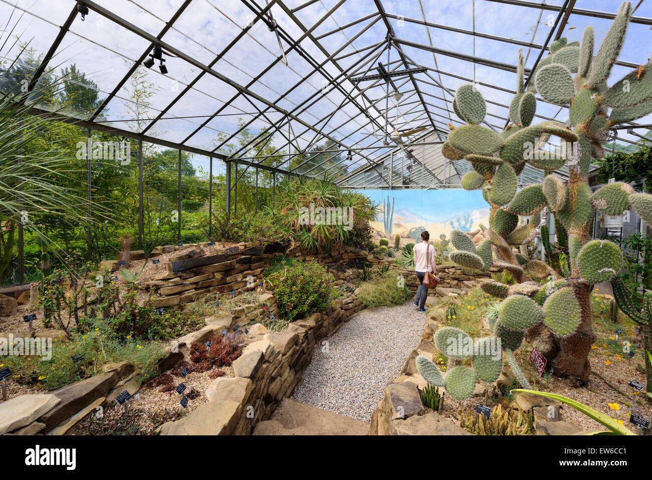 Kaktus Haus Durham University Botanic Garden Stockfoto