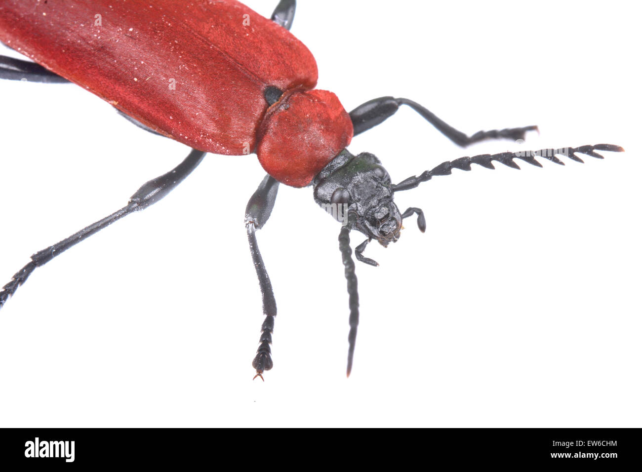 Schöne detaillierte Sicht auf roten Käfer auf dem weißen Hintergrund. Stockfoto