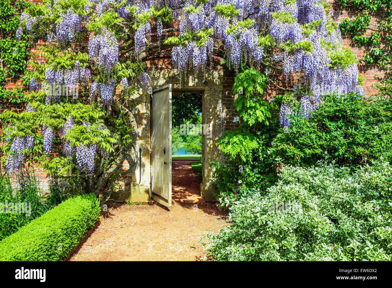 Blau blühende chinesische Wisteria Sinensis im ummauerten Garten der Bowood House in Wiltshire. Stockfoto