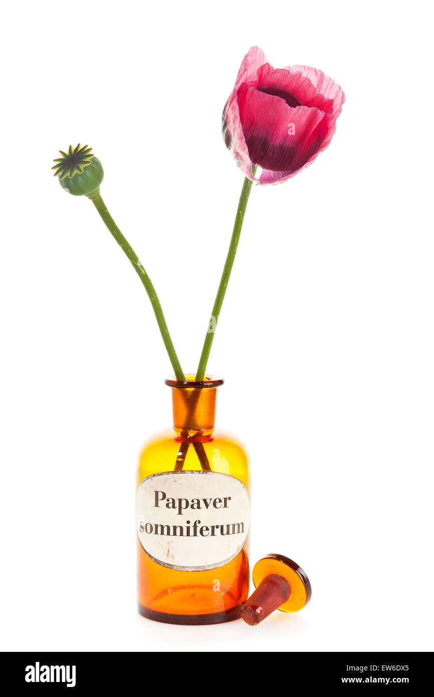 Mohn Blüte und Samen Knospe in Apotheker Flasche mit der Bezeichnung Papaver Somniferum, isoliert auf weißem Hintergrund Stockfoto