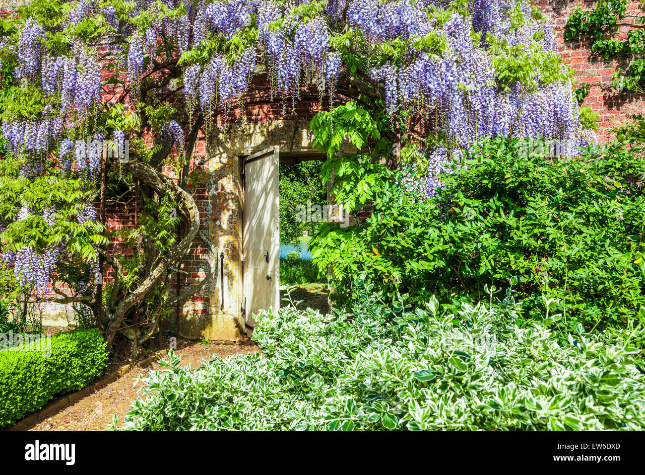 Blau blühende chinesische Wisteria Sinensis im ummauerten Garten der Bowood House in Wiltshire. Stockfoto