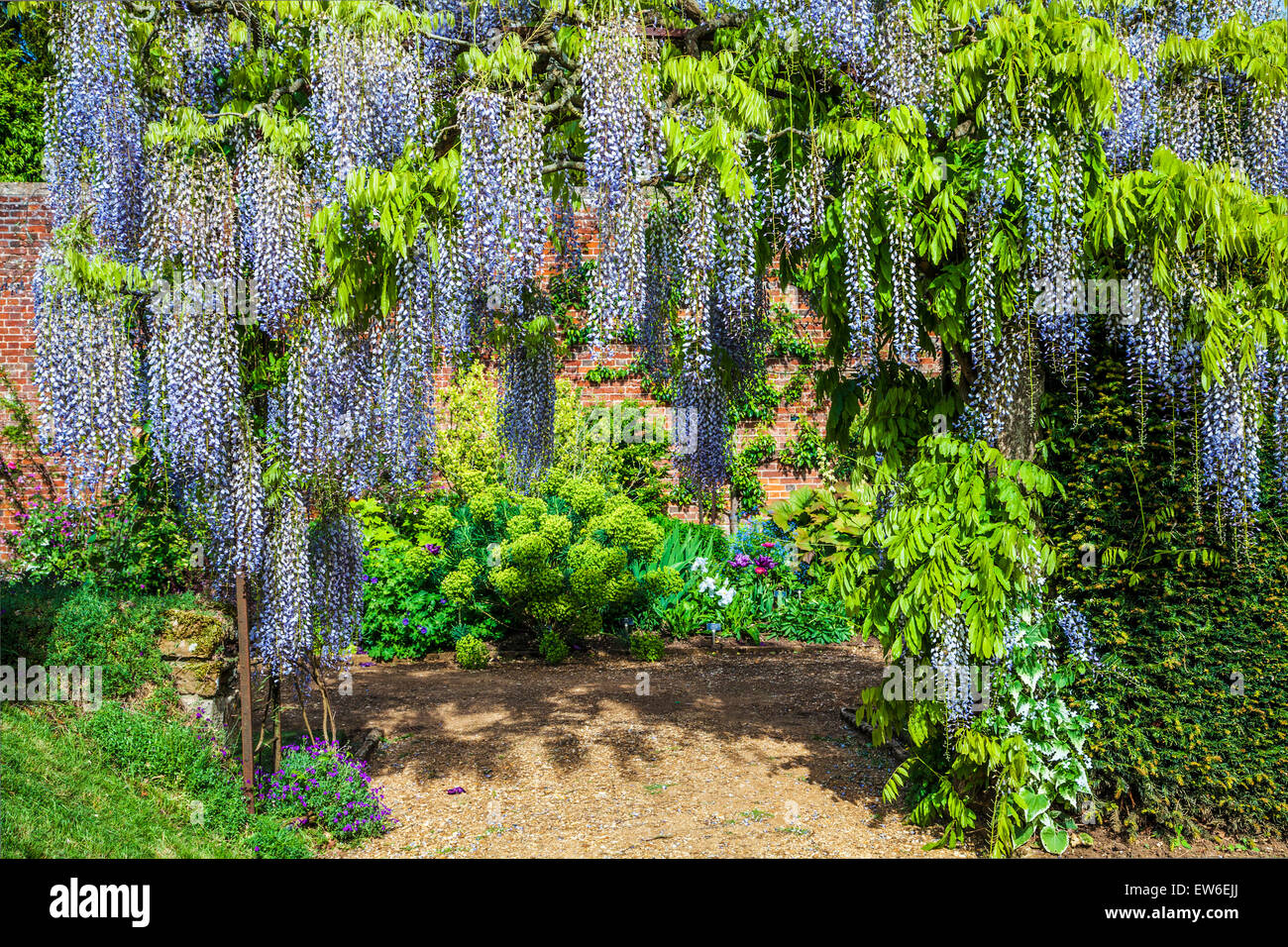 Blau blühende chinesische Wisteria Sinensis im ummauerten Garten der Bowood House in Wiltshire. Stockfoto