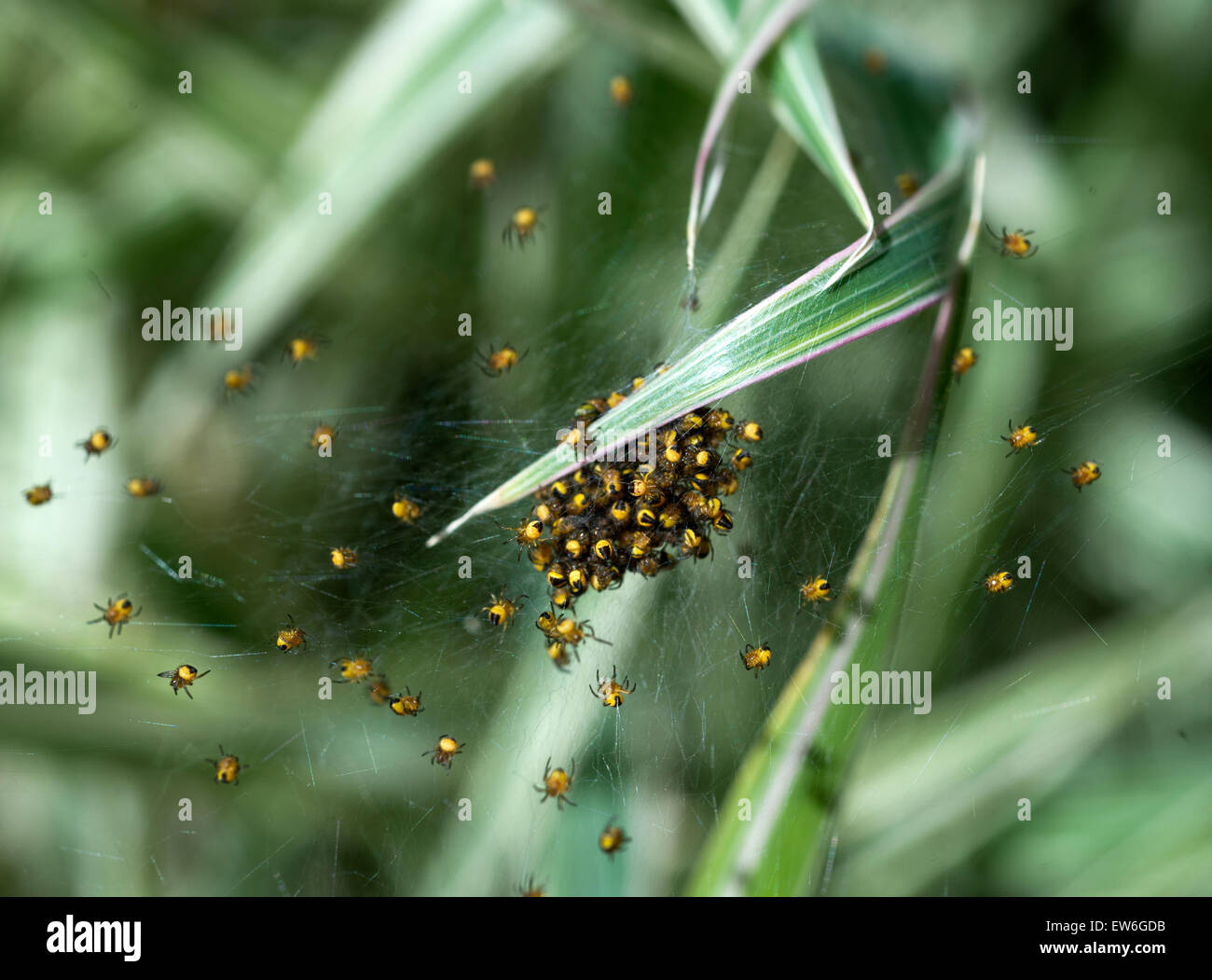 Gelbe Garten Spinnen clustering auf eine Carex 'Variegata' Werk UK Stockfoto