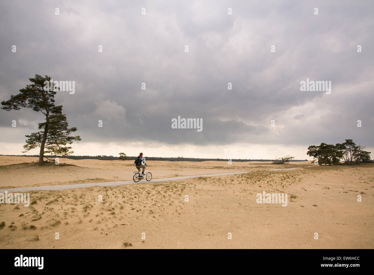 Ein Mann, Radfahren in den Niederlanden Nationalpark de Hoge Veluwe. Stockfoto