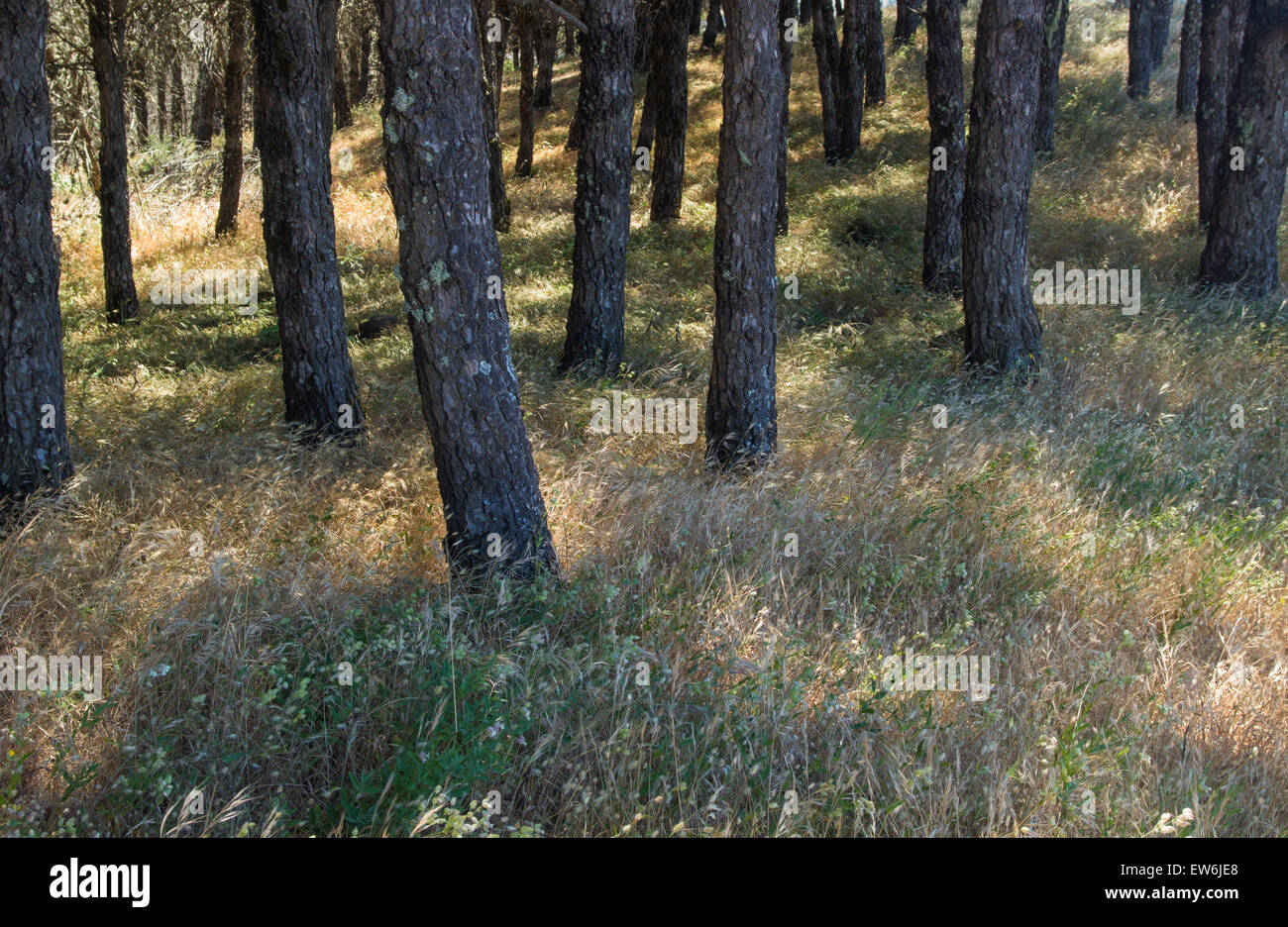 Natürliche Hintergrund der Sonne beleuchtet Gräser zwischen den Stämmen von Pinus Pinea, Pinien Bäumen Stockfoto