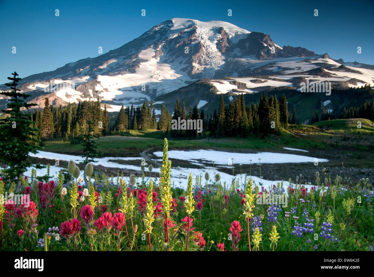 Sommer Wildblumen, Mazama Ridge Mt. Rainier Nationalpark Stockfoto