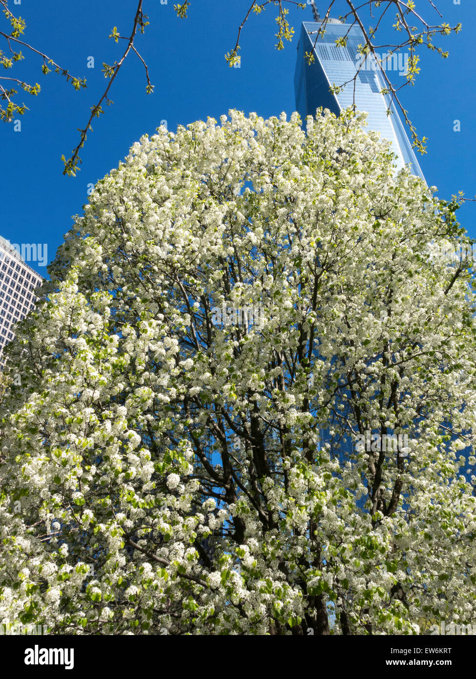 Survivor tree 9 11 -Fotos und -Bildmaterial in hoher Auflösung – Alamy