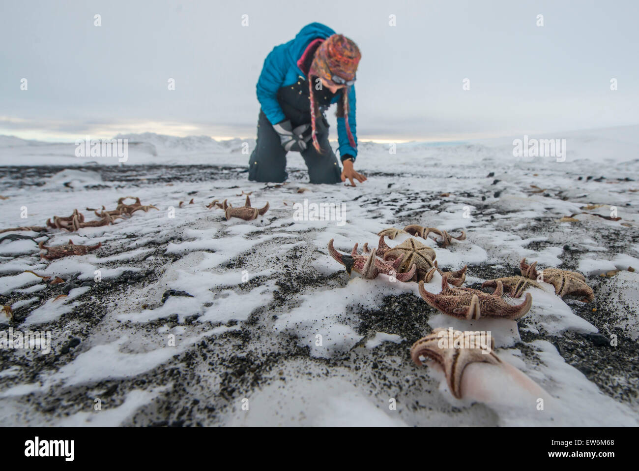 Gefrorene Seesterne am Strand von Cape Evans, Antarktis Stockfoto