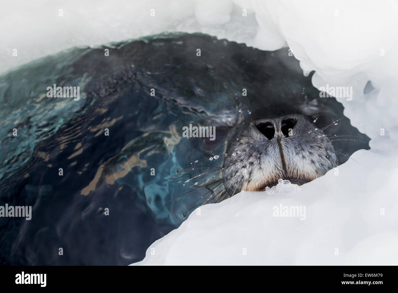 Weddell Dichtung am Eisloch ein Meer. Stockfoto