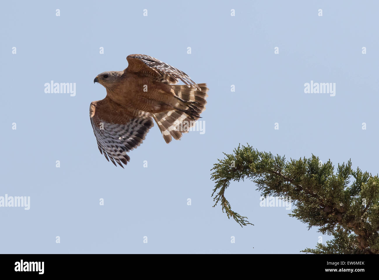 Red tailed Hawk fliegt Stockfoto