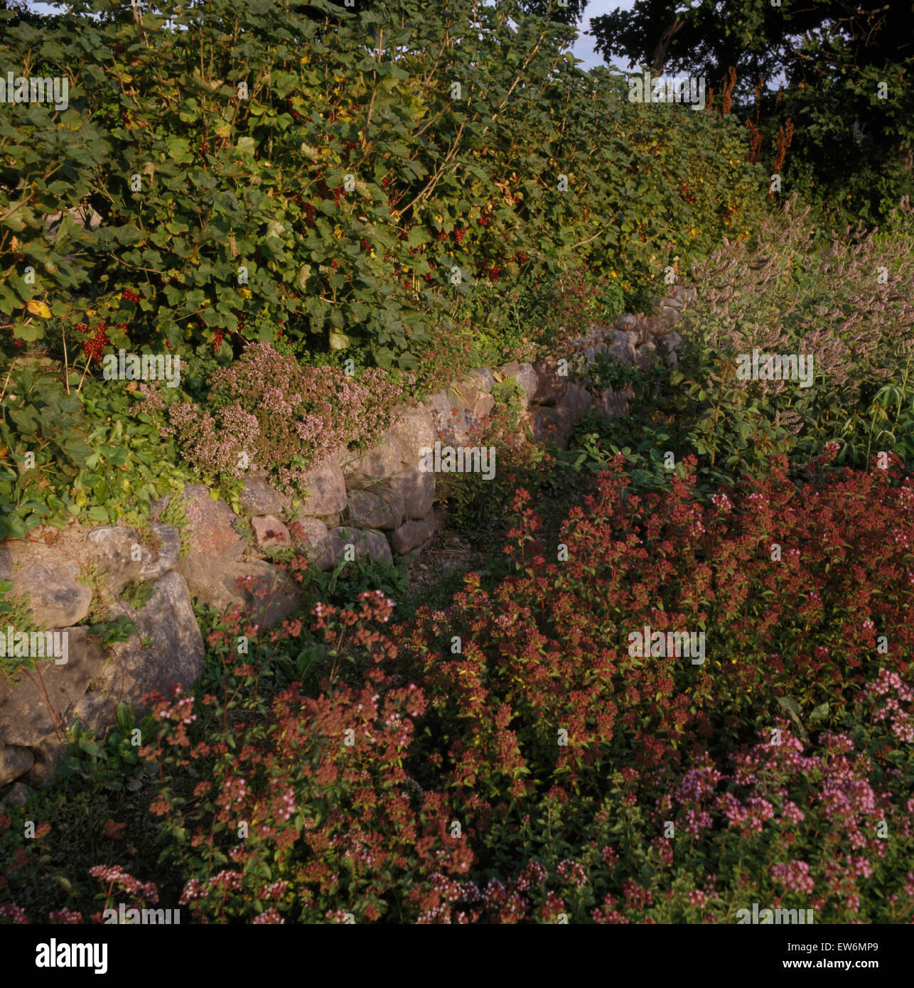 Majoran in Blume unter Steinmauer im Garten Stockfotografie Alamy