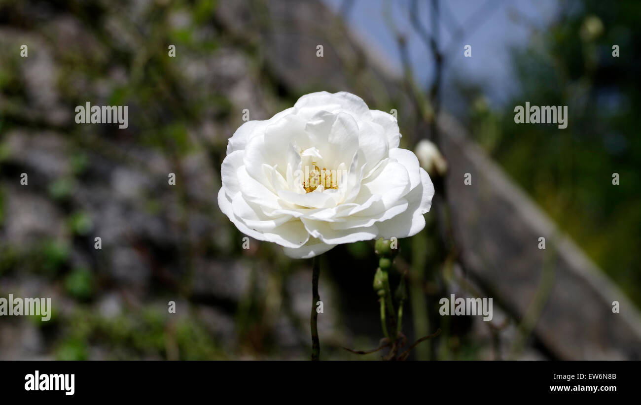 Eine einzelne weiße Rambling Rose Blume Stockfoto