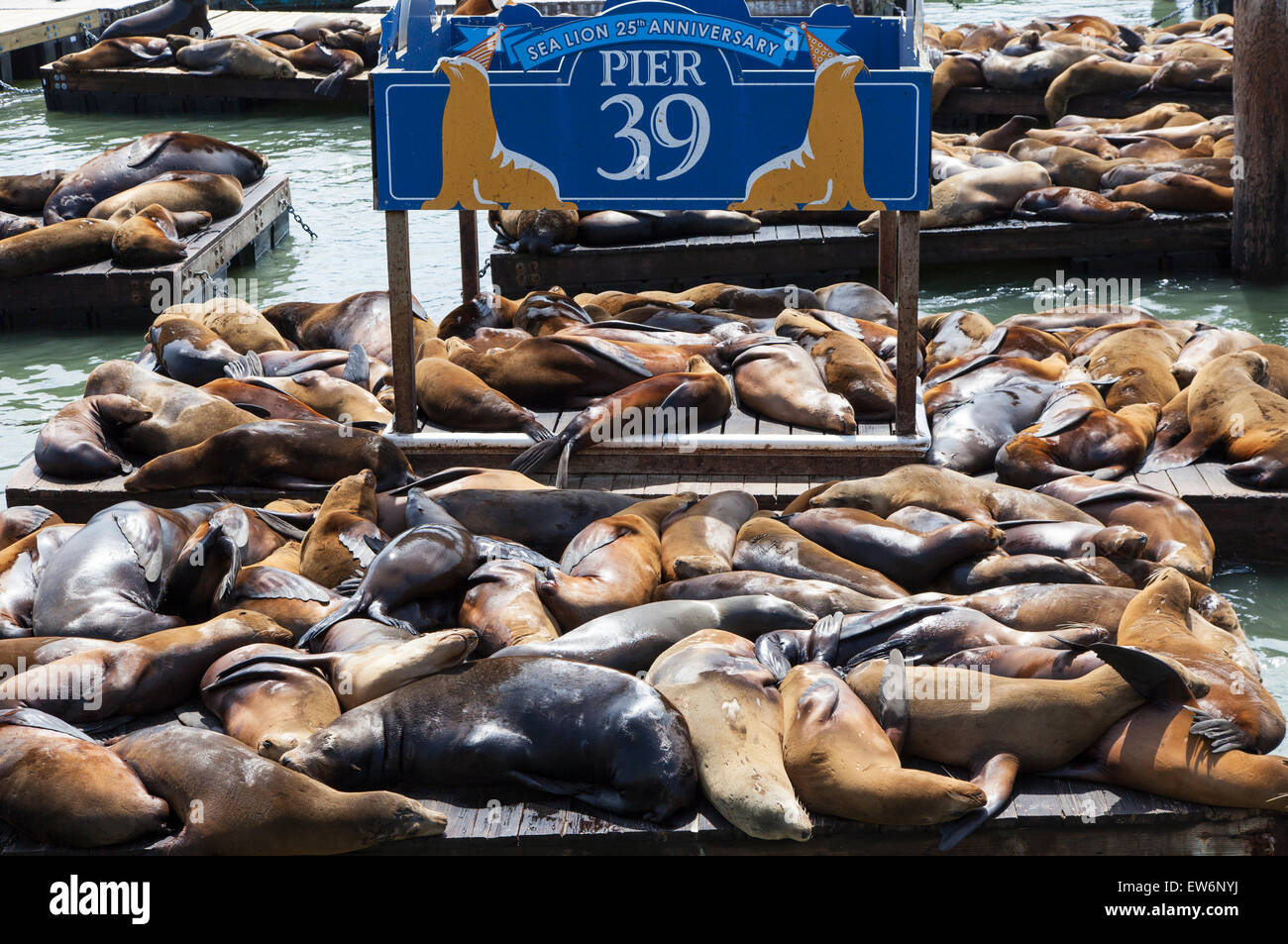 Seelöwen am Pier 39, San Francisco, USA (Zalophus Californianus) Stockfoto