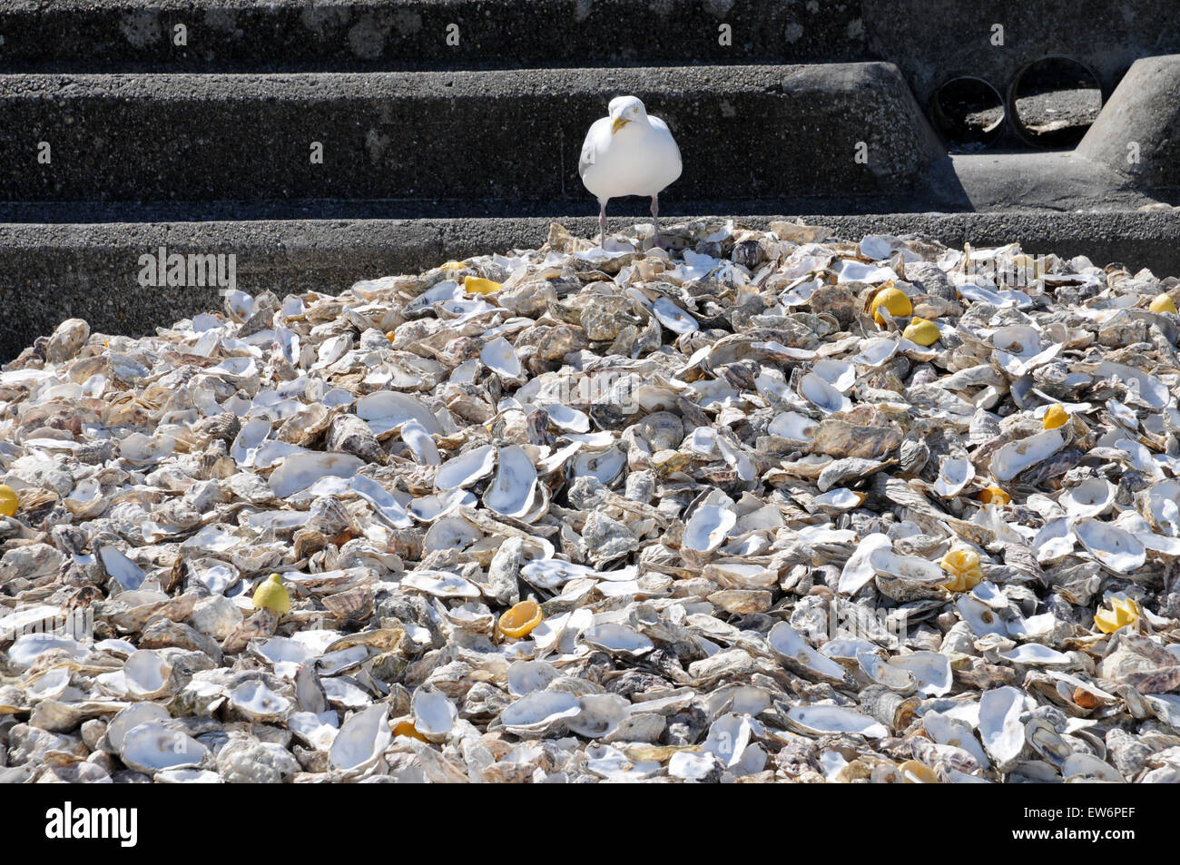 König der Midden. Eine Silbermöwe sitzt auf einem Haufen ausrangierte Austernschalen, Zitronen und andere Detritus in Cancale. Stockfoto