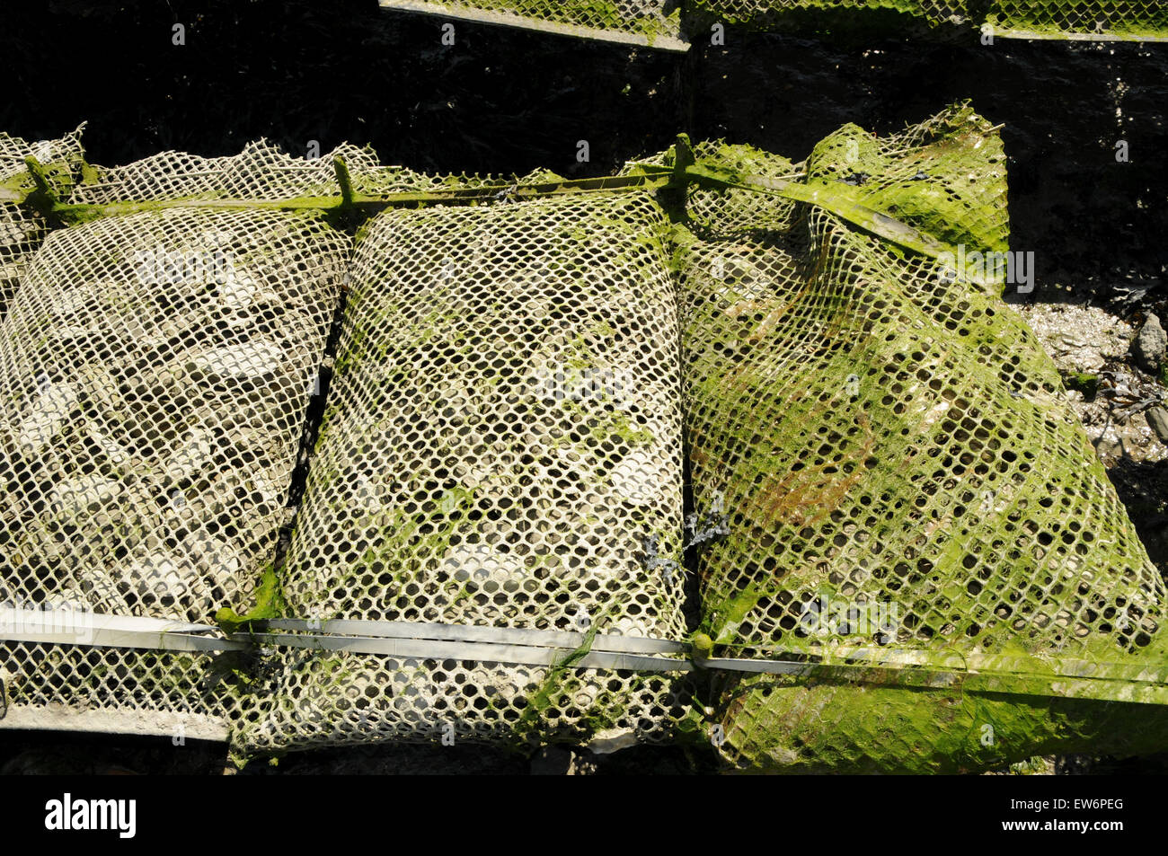 Metall "Säcke" füllte die ausrangierten Austernschalen in Cancale, der berühmten Auster produziert Hafen an der bretonischen Küste von Frankreich. Stockfoto