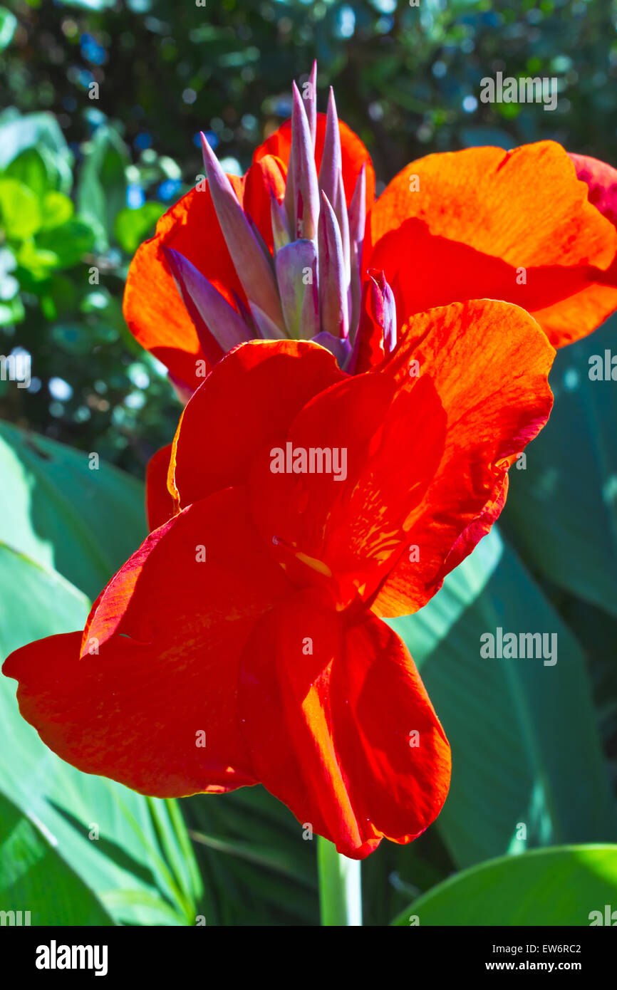 Rote Canna Lily blühende Pflanze in einem Garten. Stockfoto