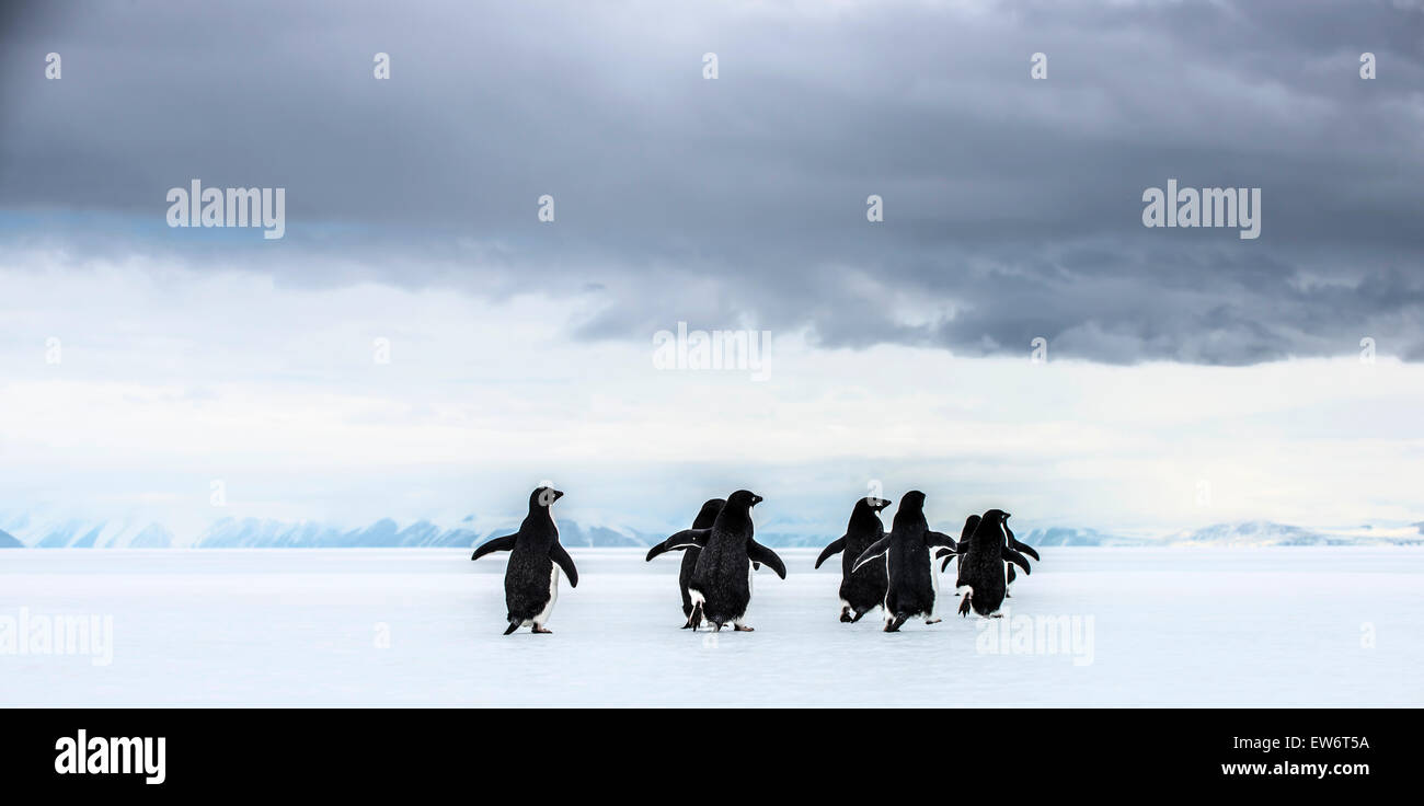 Eine Gruppe von Adelie-Pinguine in der Nähe von Kap Royds, Antarktis. Stockfoto