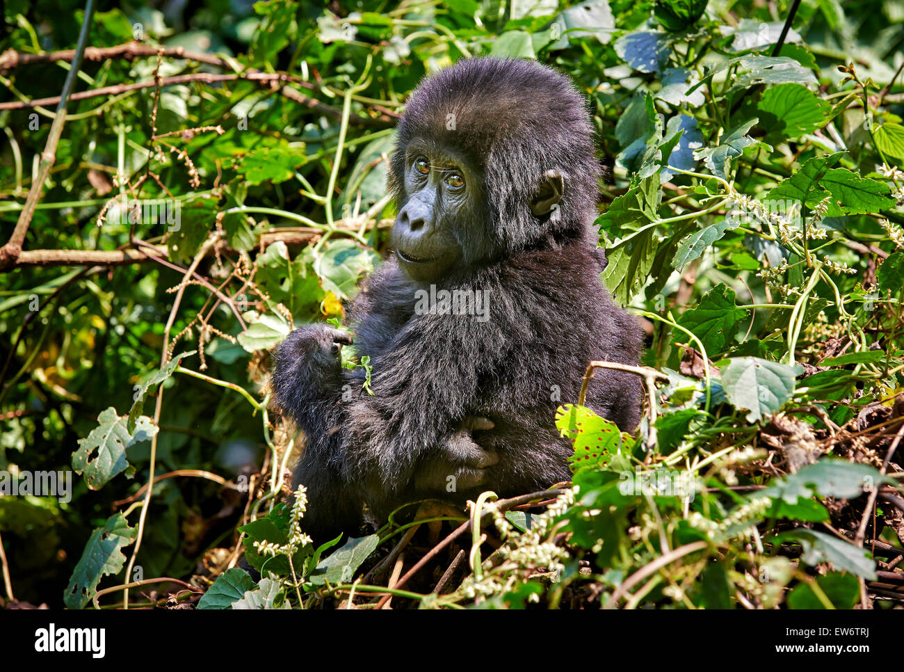 niedliche juvenile Berggorilla [Gorilla Beringei Beringei] Bwindi Impenetrable National Park, Uganda, Afrika Stockfoto