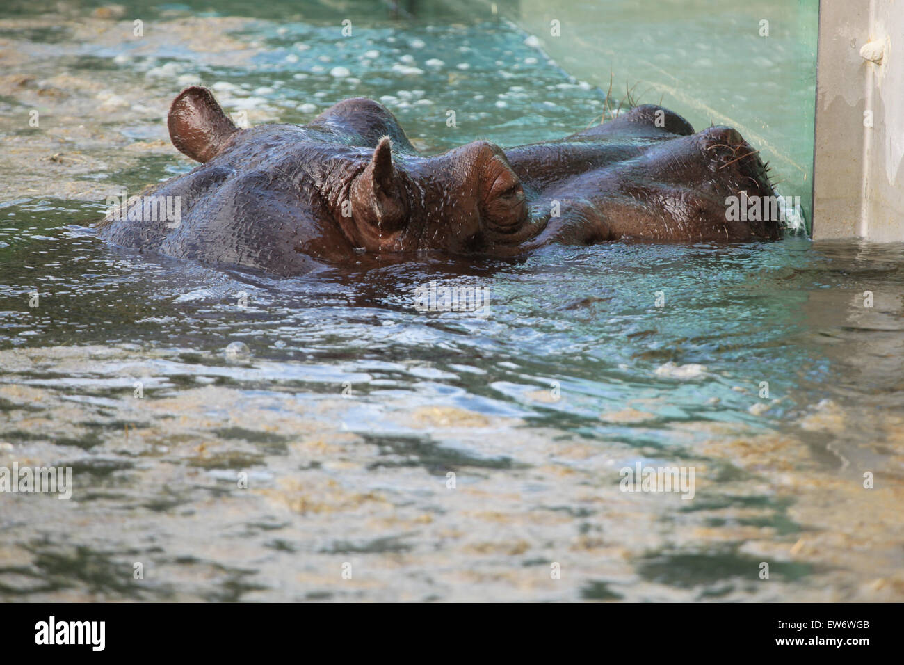 Flusspferd (Hippopotamus Amphibius) Schwimmen im Wasser am Zoo Prag. Stockfoto