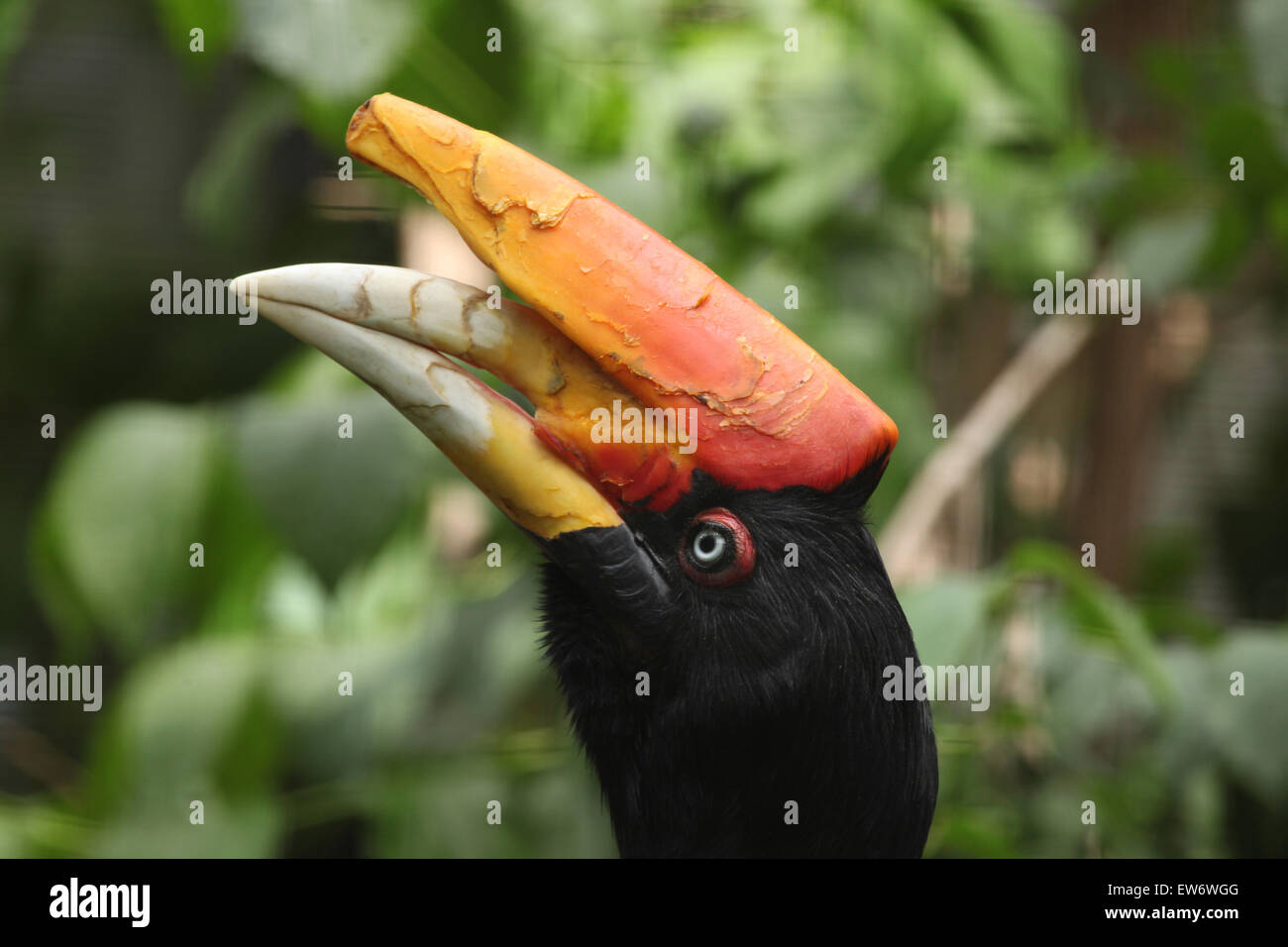 Rhinoceros Hornbill (Buceros Rhinoceros) am Zoo Prag. Stockfoto