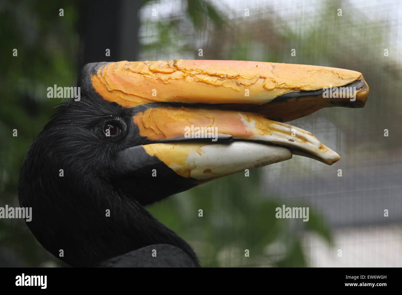 Rhinoceros Hornbill (Buceros Rhinoceros) am Zoo Prag. Stockfoto