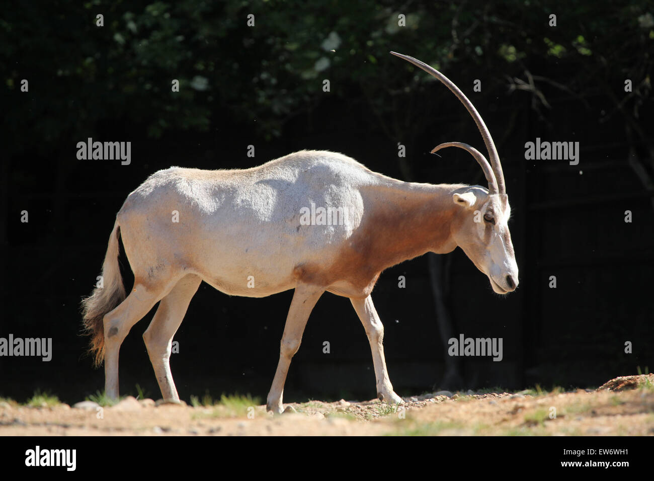 Krummsäbel Oryx (Oryx Dammah), auch bekannt als die Sahara Oryx oder Scimitar-horned Oryx im Zoo Prag. Stockfoto