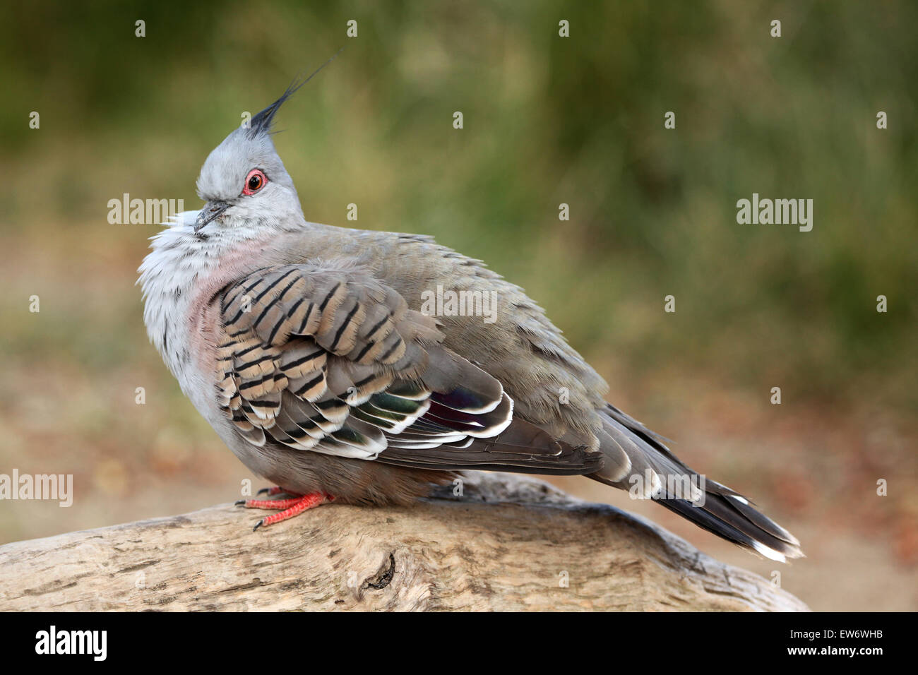 Crested Taube (Ocyphaps Lophotes) am Zoo Prag. Stockfoto