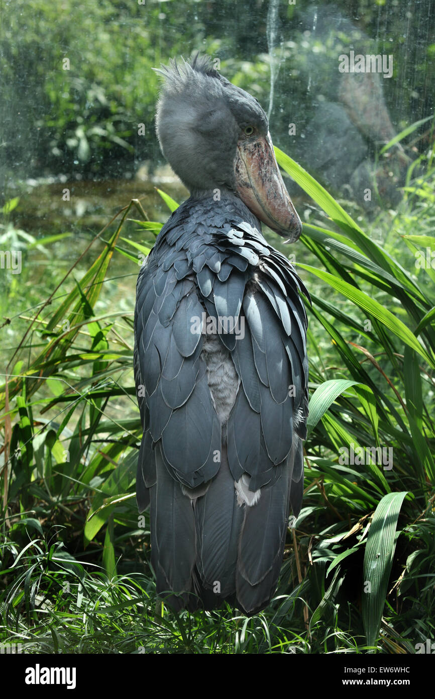 Schuhschnabel (Balaeniceps Rex), auch bekannt als Whalehead oder Schuh-billed Storch am Zoo Prag. Stockfoto