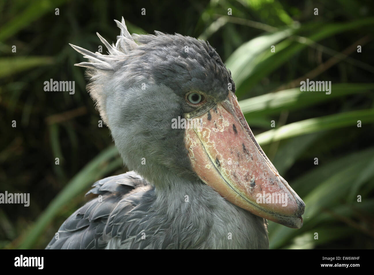 Schuhschnabel (Balaeniceps Rex), auch bekannt als Whalehead oder Schuh-billed Storch am Zoo Prag. Stockfoto