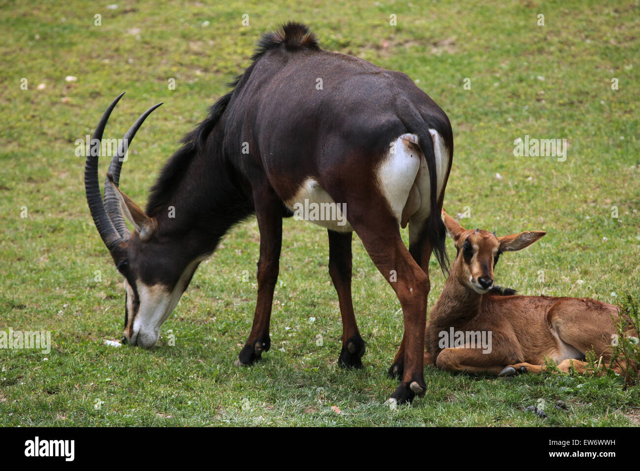 Rappenantilope (Hippotragus Niger), auch bekannt als die schwarze Antilope im Zoo Prag. Stockfoto