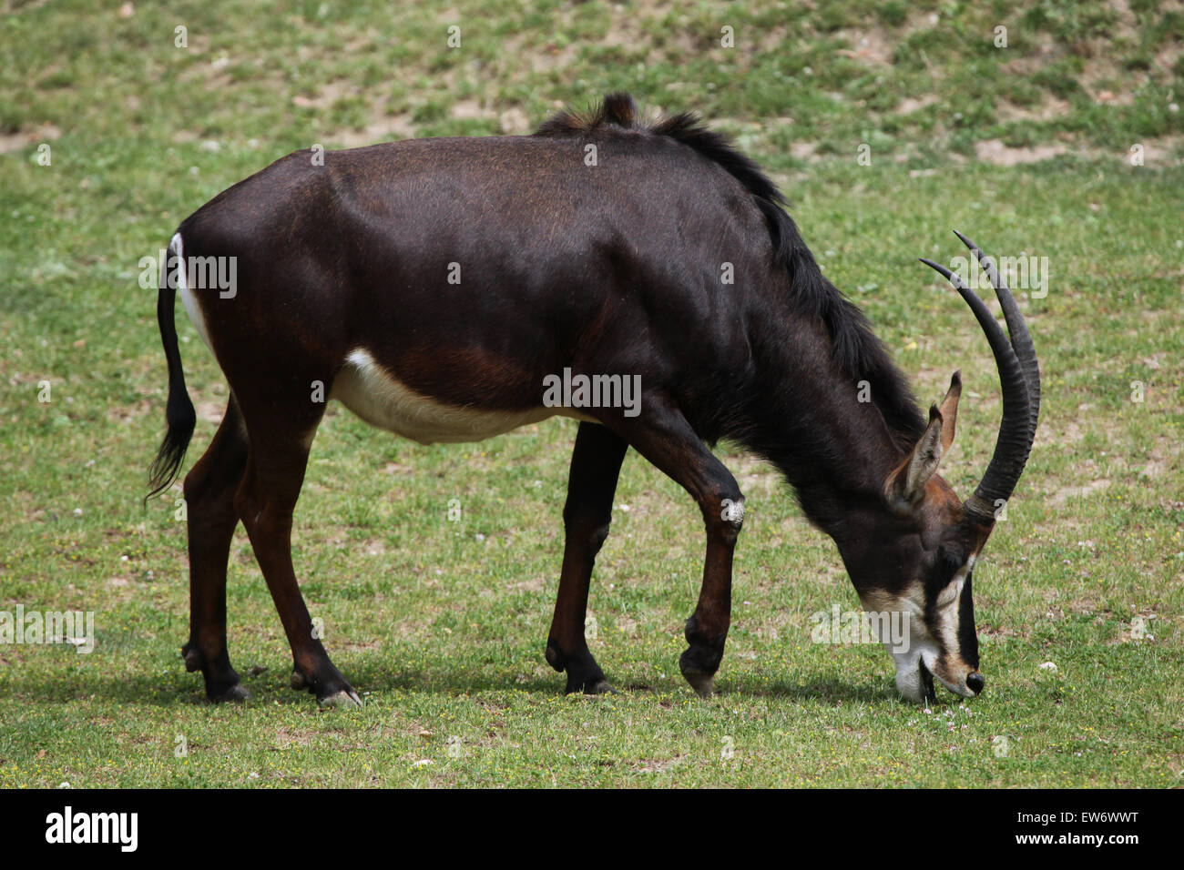 Rappenantilope (Hippotragus Niger), auch bekannt als die schwarze Antilope im Zoo Prag. Stockfoto