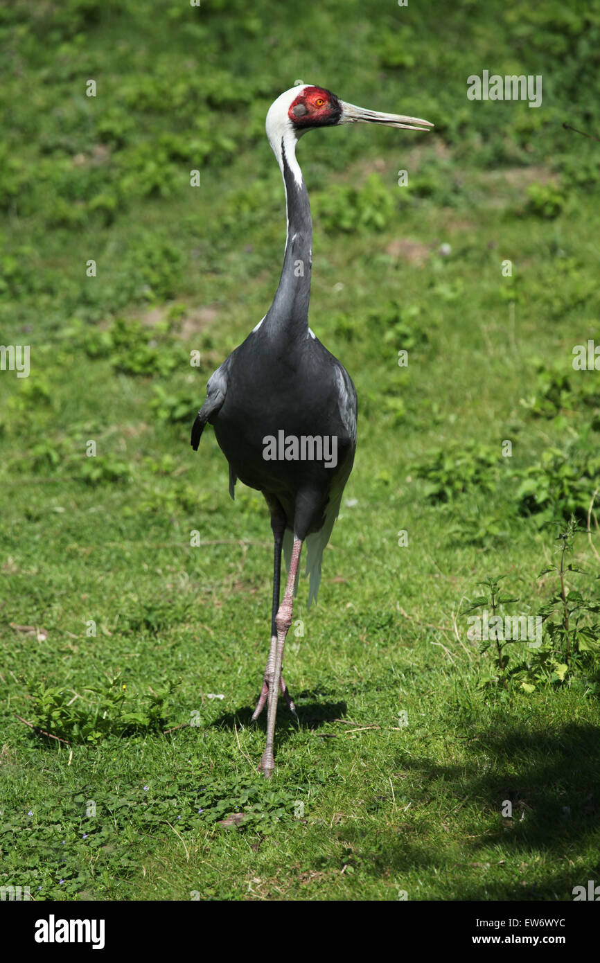 White-Himalaja-Kranich (Grus Vipio) auf dem grünen Rasen am Zoo Prag. Stockfoto