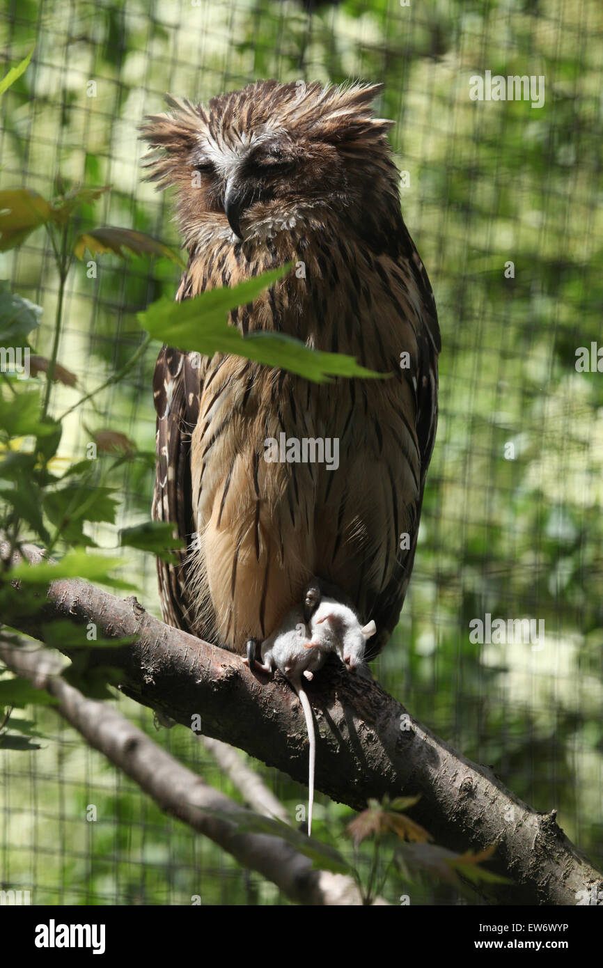 Buffy Fisch-Eule (Bubo Ketupu), auch bekannt als die Malaien Fisch Eule hält eine tote Maus im Zoo von Prag, Tschechische Republik. Stockfoto