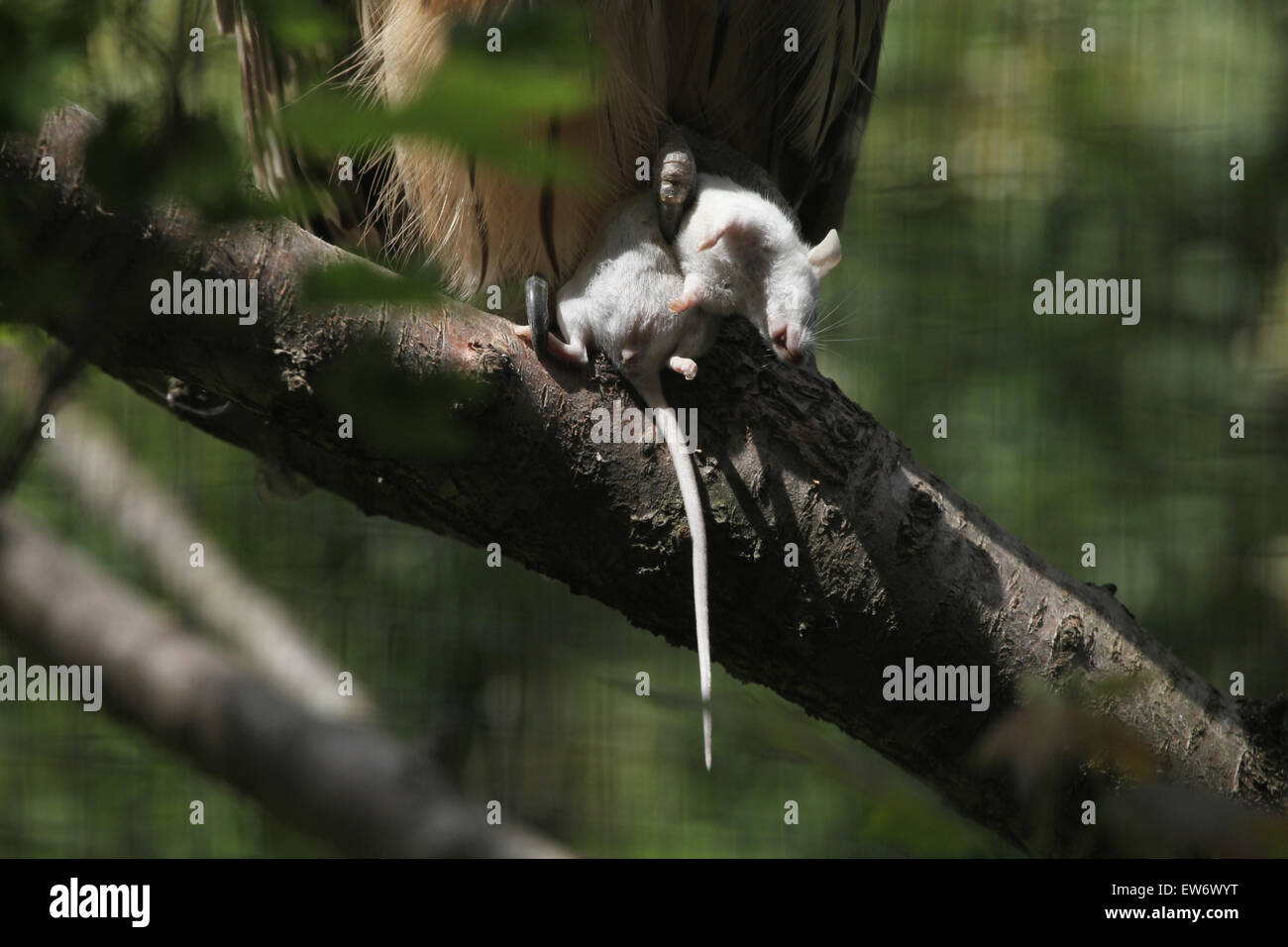 Buffy Fisch-Eule (Bubo Ketupu), auch bekannt als die Malaien Fisch Eule hält eine tote Maus im Zoo von Prag, Tschechische Republik. Stockfoto