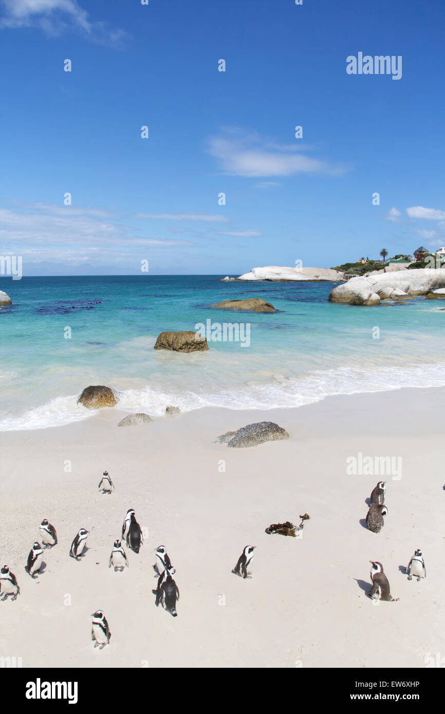 Pinguine in der Liebe, False Bay, Felsbrocken Bay, Simons Town, Western Cape, Cape Town, Südafrika. Stockfoto