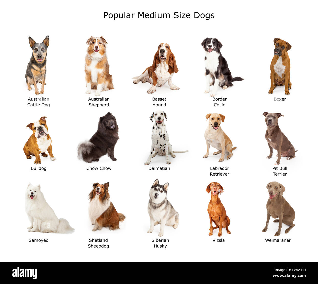 Eine Gruppe von fünfzehn verschiedenen mittlerer Größe Familie Hunde Stockfoto