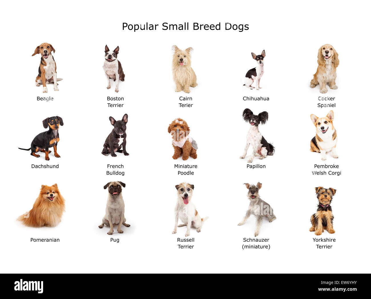 Eine Gruppe von fünfzehn gemeinsame inländische Hunde kleiner Rassen Stockfoto