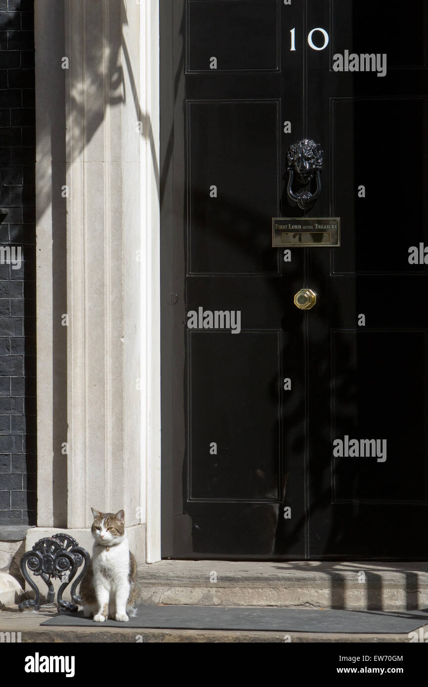 Katze sitzt auf den Stufen des Nr. 10 Downing Street, Heimat des britischen Premierministern Stockfoto