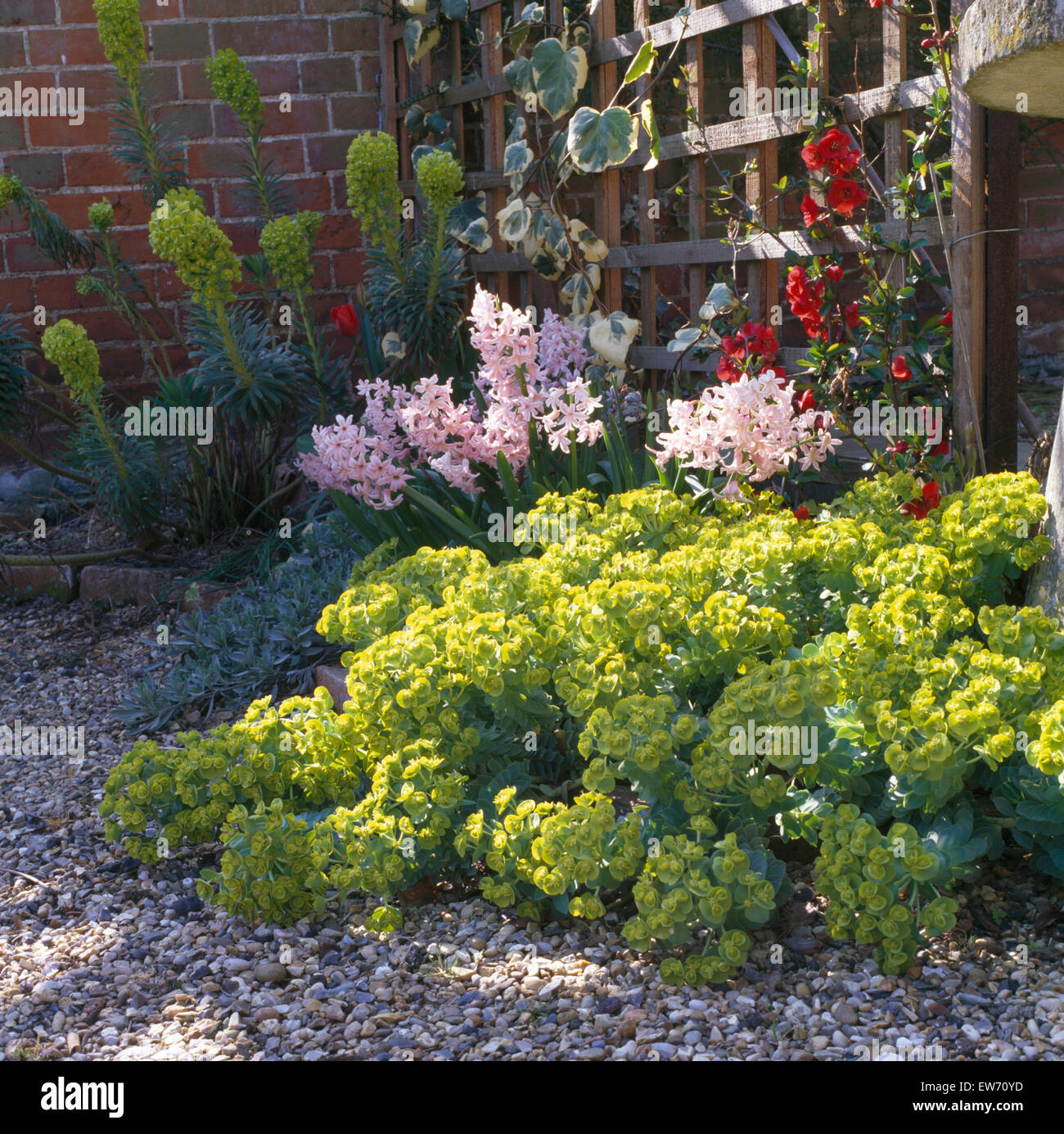 Euphorbia 'Characias' und rosa Hyazinthen mit rot Chaenomeles "Japonica" in Spring garden Stockfoto