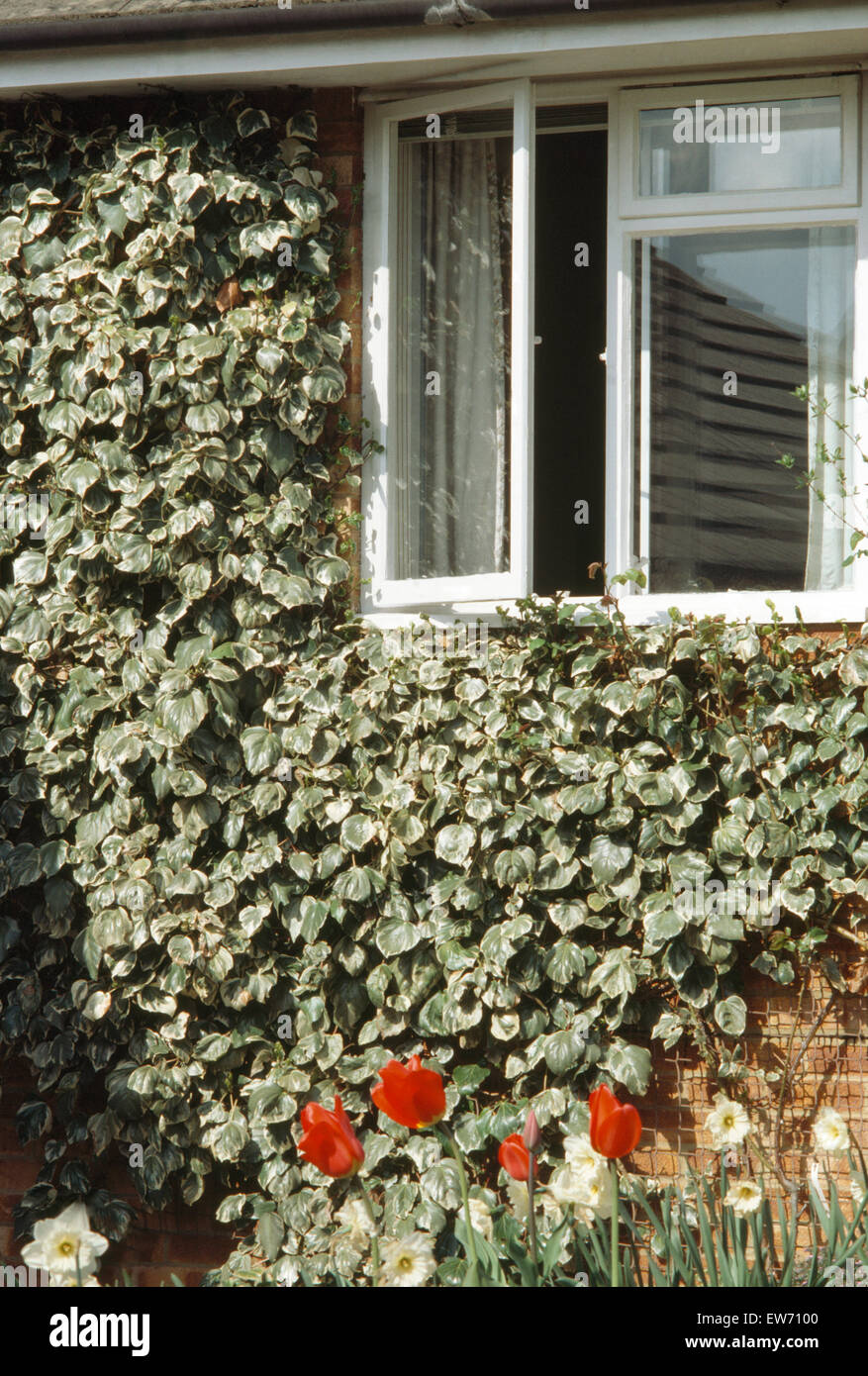 Äußere Detail von einem kleinen Vorstadthaus mit einem bunten Efeu wächst rund um das Fenster Stockfoto