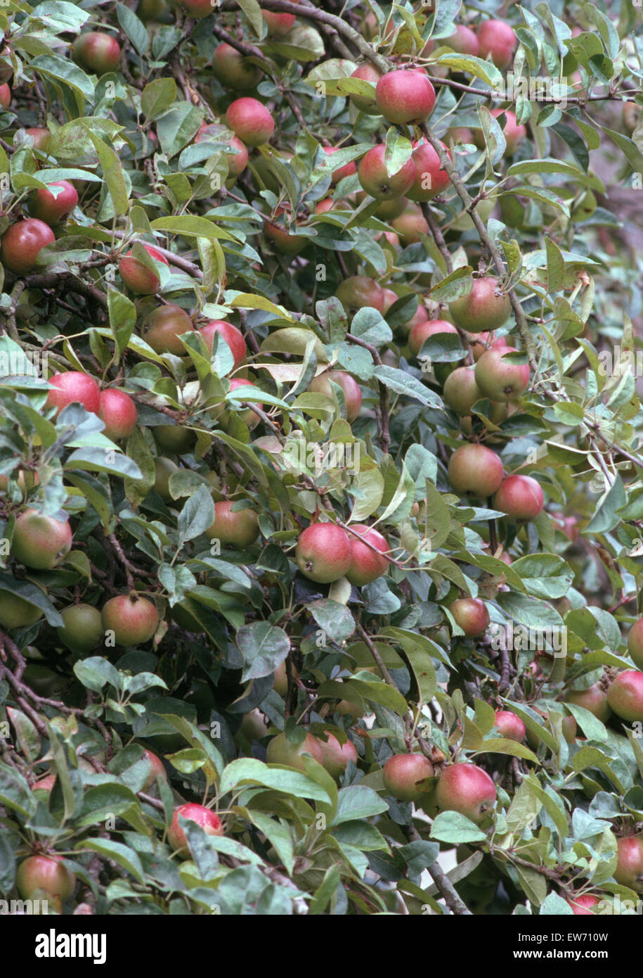 Nahaufnahme der Äpfel an einem Baum wachsen Stockfoto