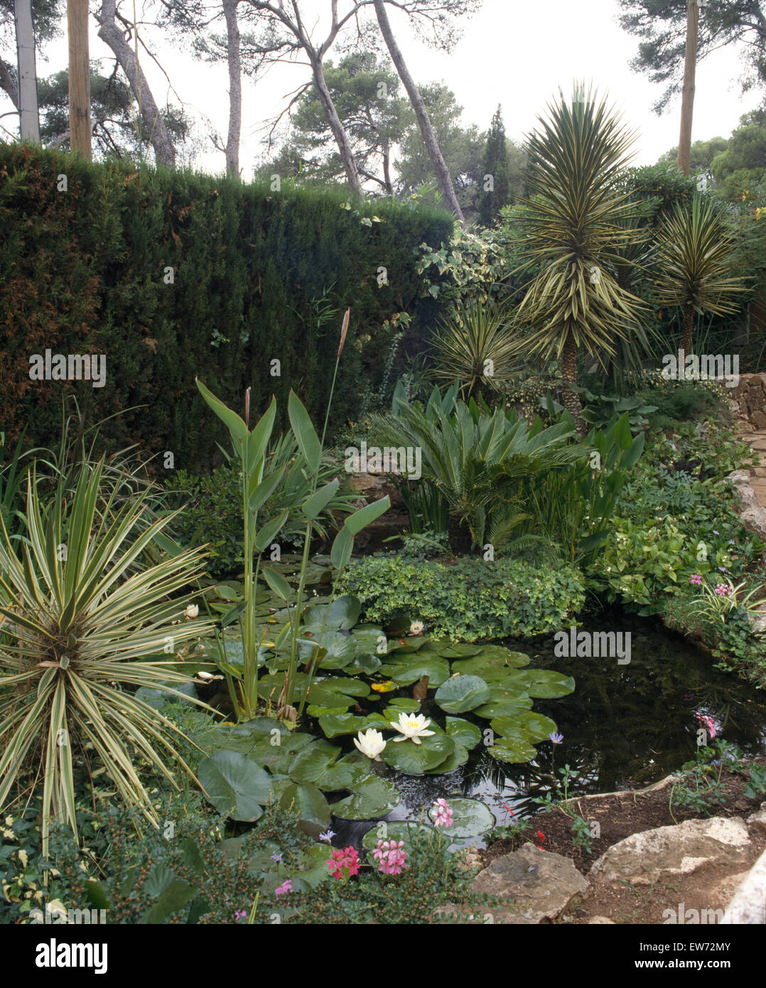 Seerosen am kleinen Teich umgeben von Phormium und grünen Pflanzen Stockfoto