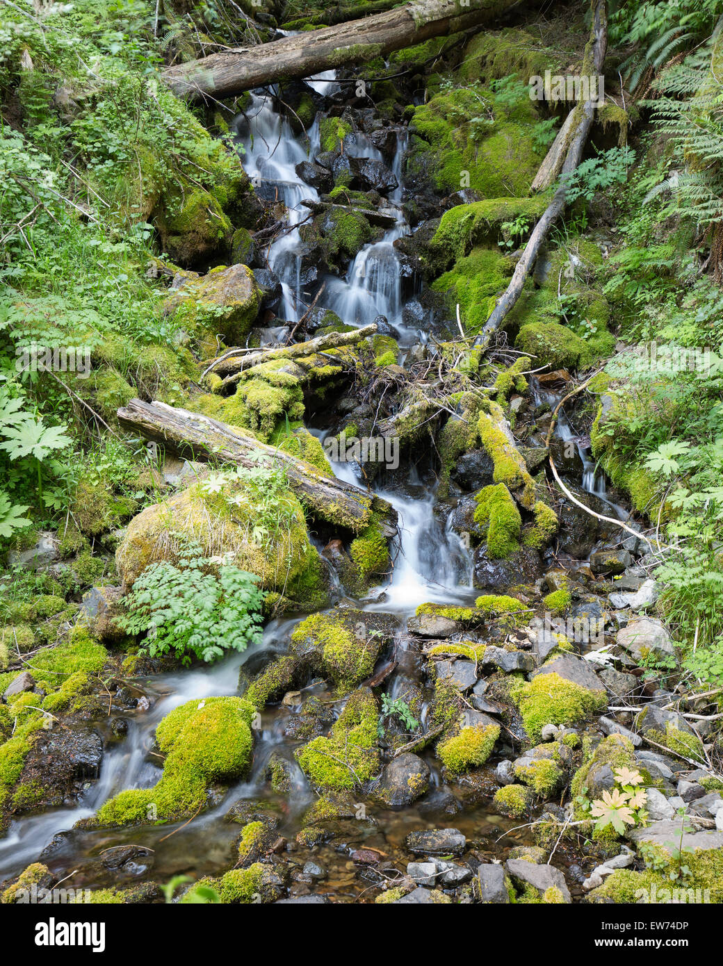 Kleiner Wasserfall in Mount Rainier Nationalpark Stockfoto