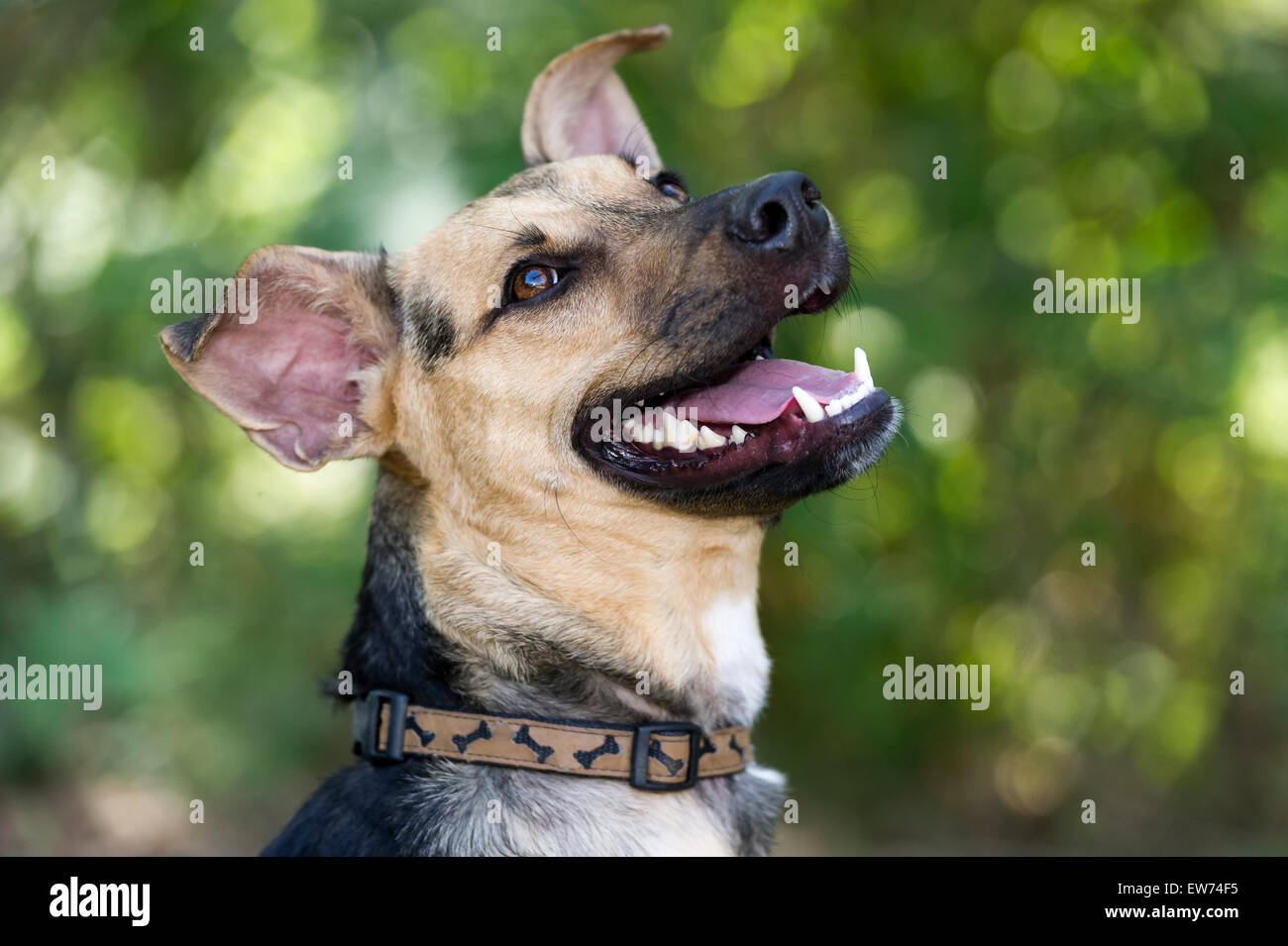Glücklicher Hund lacht Nachschlagen im Freien. Stockfoto