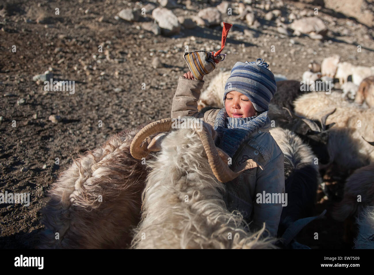 Changpa junge Mädchen mit Pashmina Ziegen Stockfoto